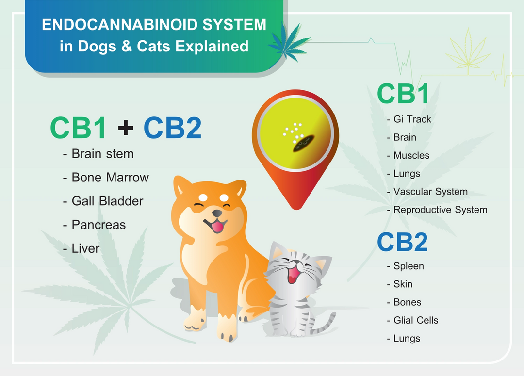 Endocannabinoid System: What You Need to Know